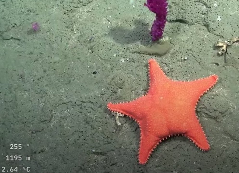 Una estrella de mar del CONICET cautivó al mundo y encendió el debate por la ciencia en Argentina